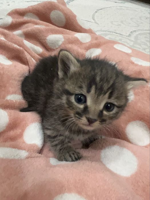 котята, 1.5 месяца, девочки