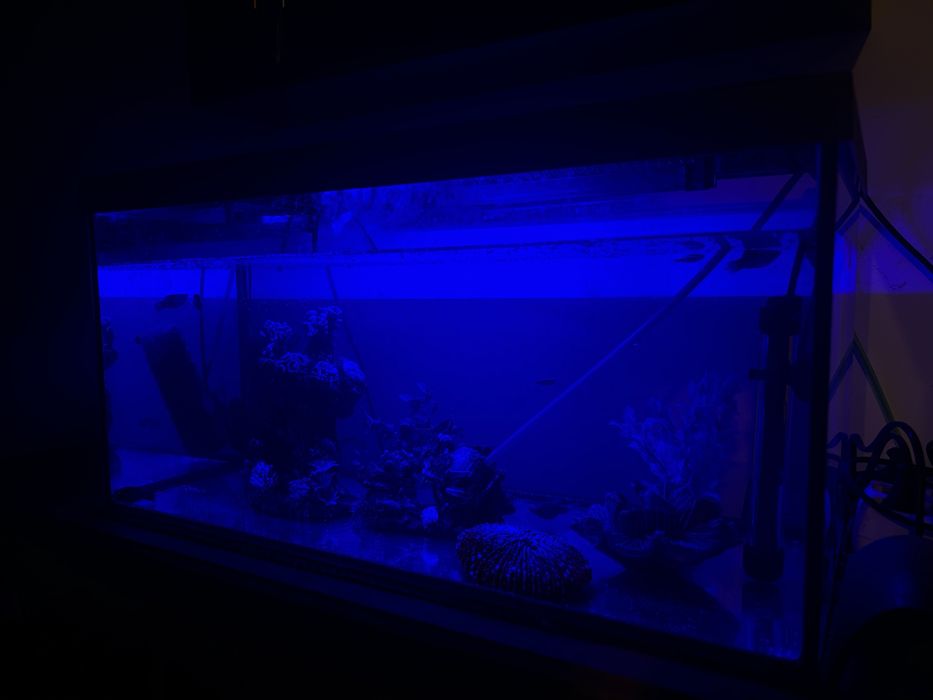 Acvariu Aquael 70L, cu accesorii si pesti