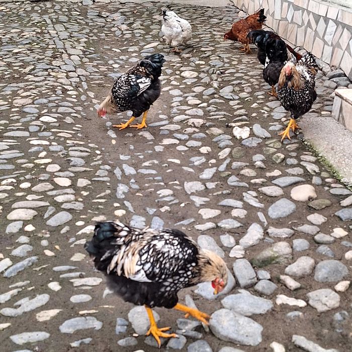 Vand cocoși wyandotte si normali