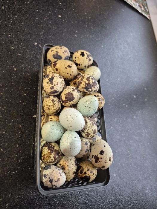 Vând oua de prepeliță