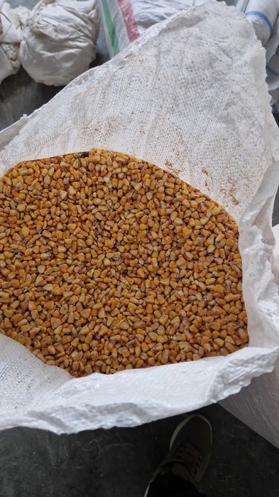 Porumb cu transport gratuit la 1.4 kg va servim la domiciliu daca