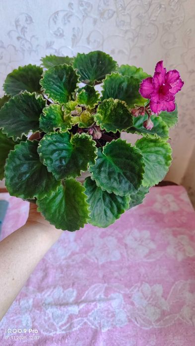 Фиалка сенполия цветущая