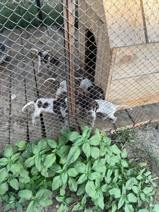 Продам щенок дратхар