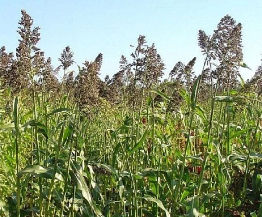 Судан шөбі сатылады