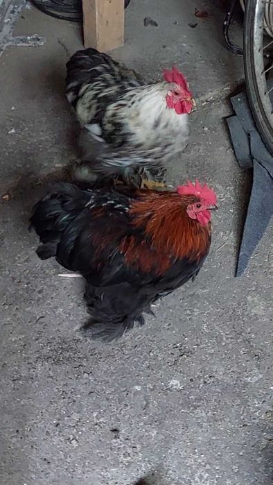 De vanzare Cocoșii Cochinchina pitic