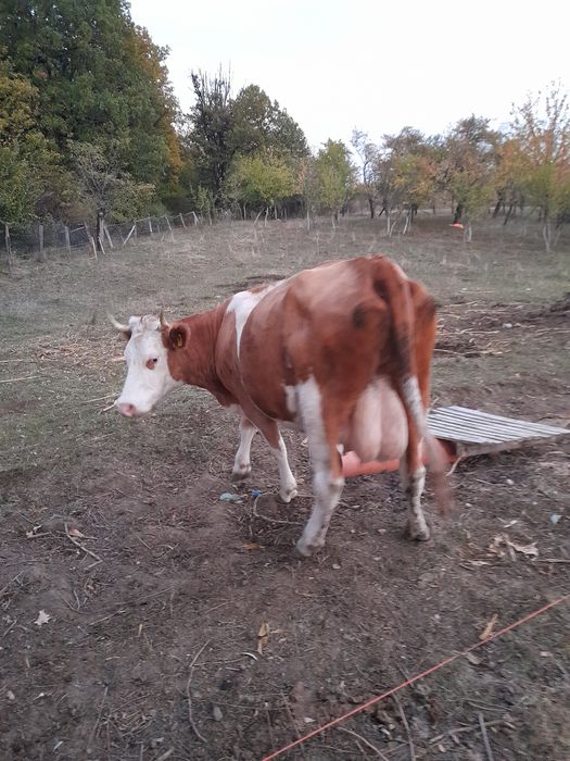 Vand vaca baltata romaneasca