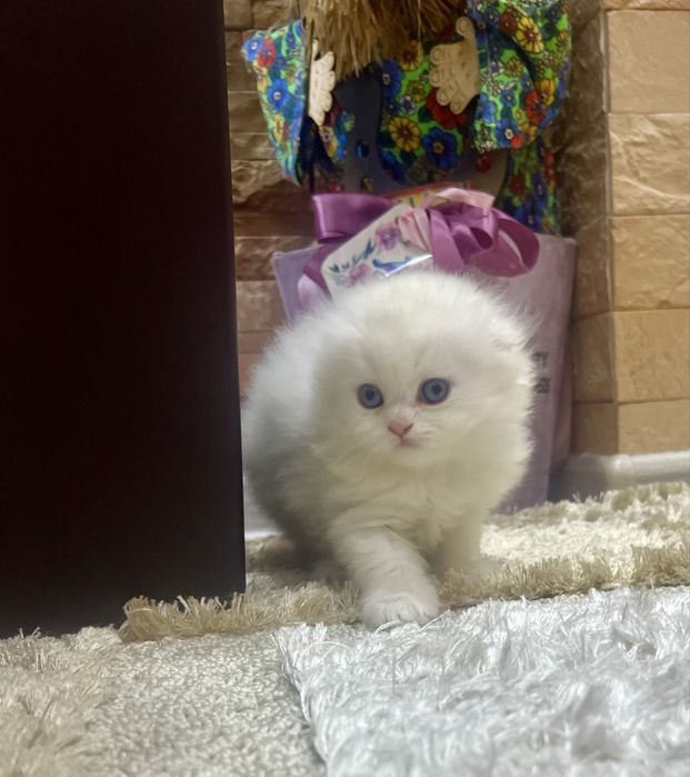 Шотланский Скоттиш Фолд!