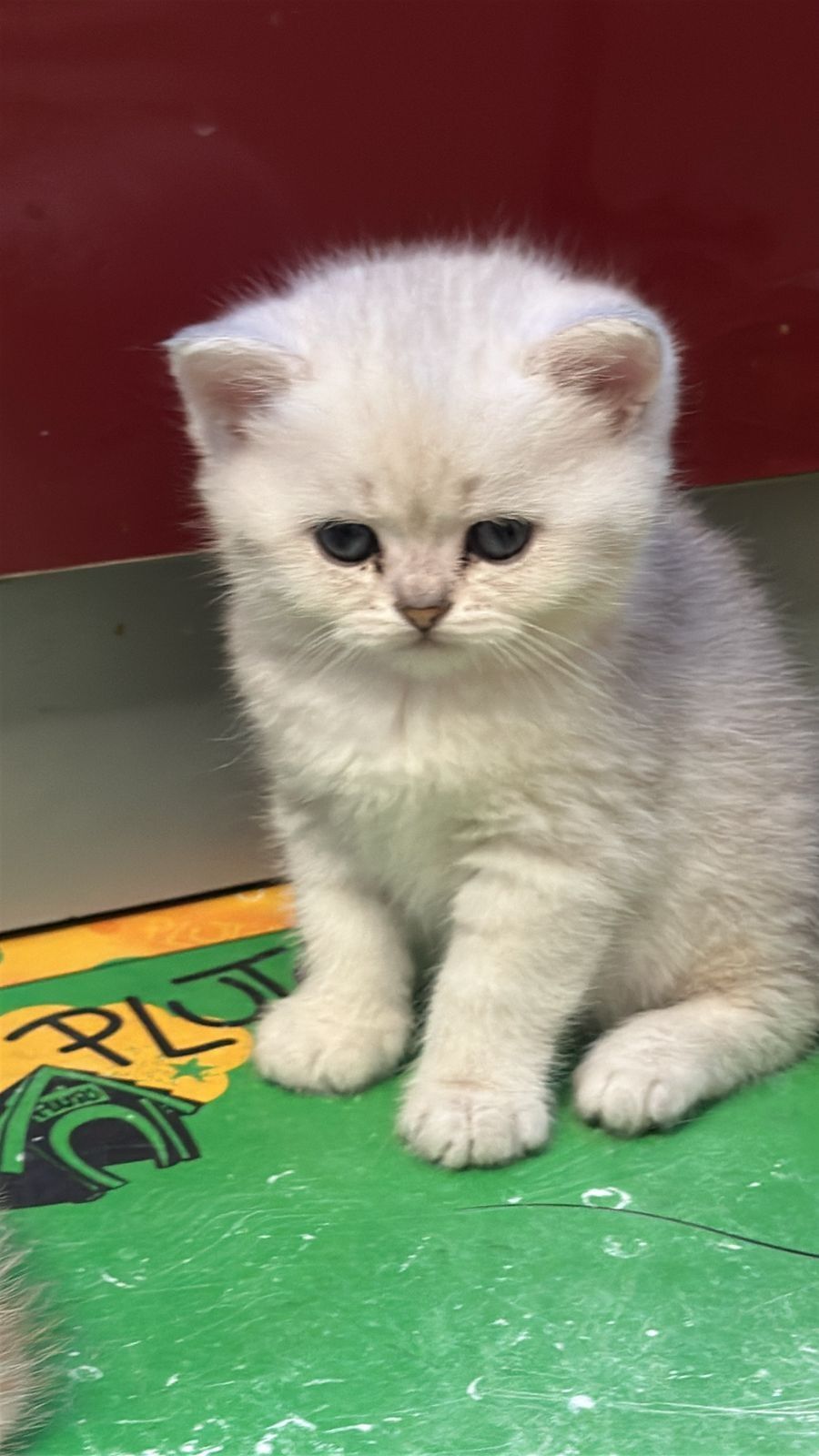 Милые котята. Шиншиллы