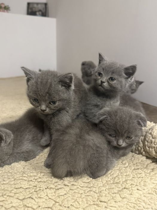 Британска късокосместа