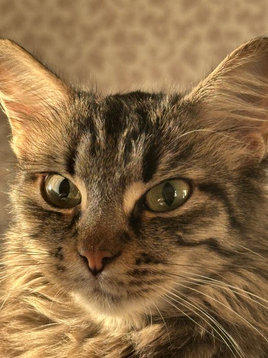 Отдам в добрые руки.