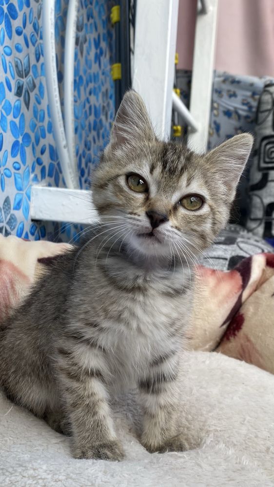 Котенок ищет дом