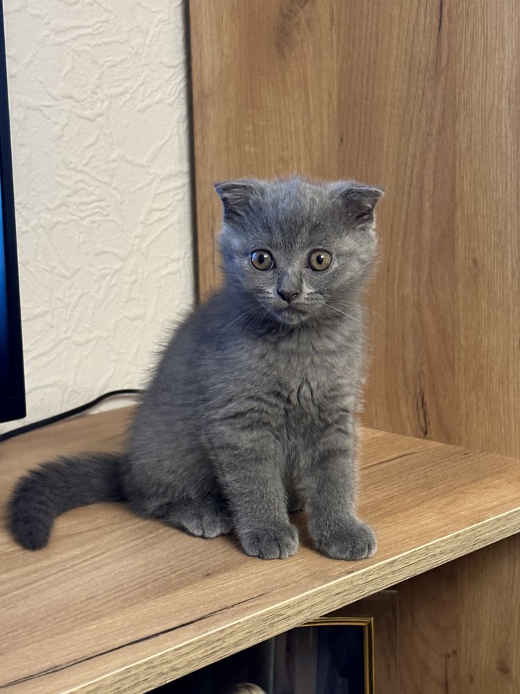 Котята скотиш фолд и скотиш страйт