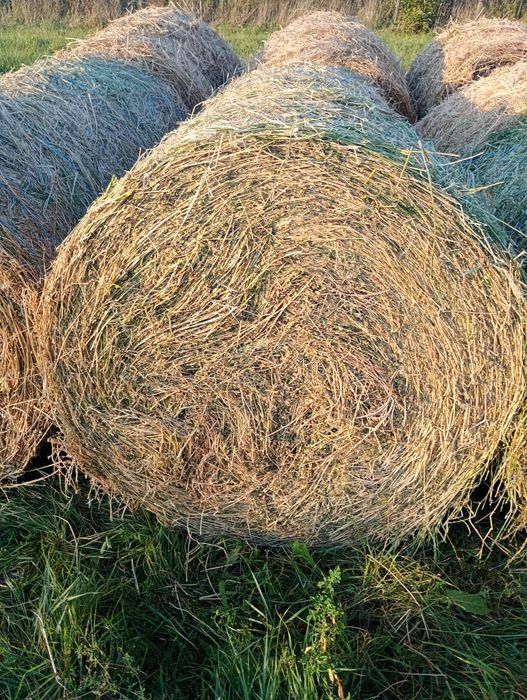Vând baloți rotunzi de lucernă