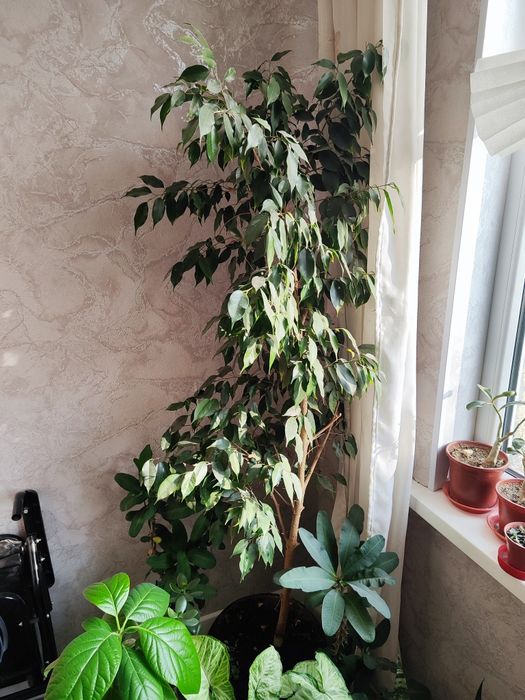 Продается комнатное растение