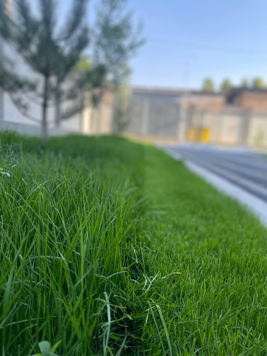 Газон екамиз уруґ ва таййор газон