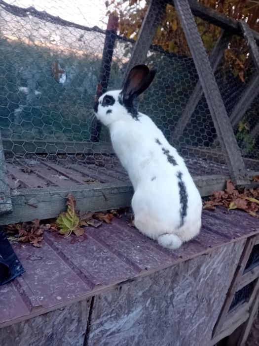 Vând/schimb fluture german