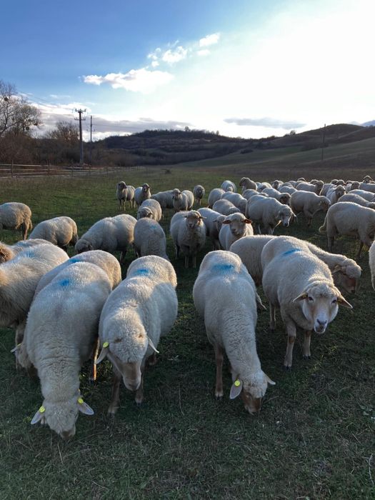 Vând berbecuți 2025