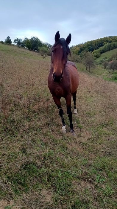 Cai pur sânge arab și cal de sporrt romanesc