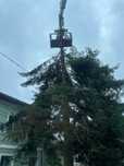 Nasaud.  Taieri doborari și Toaletări arbori copaci pomi Orice Etc