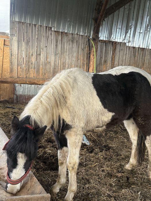 Vand sau schimb ponei