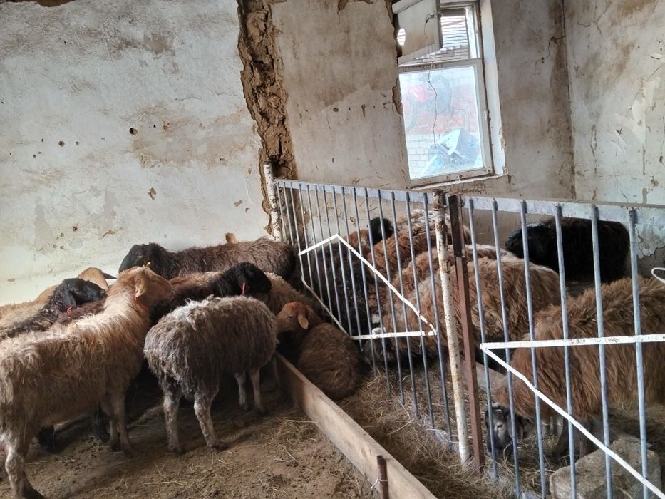 Токтылар мен койлар сатылады. Кымбат емес.