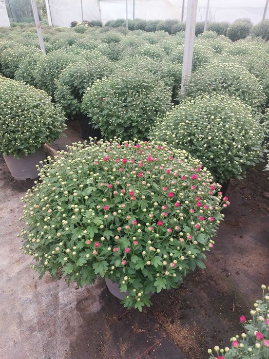 Crizanteme la gĥiveci