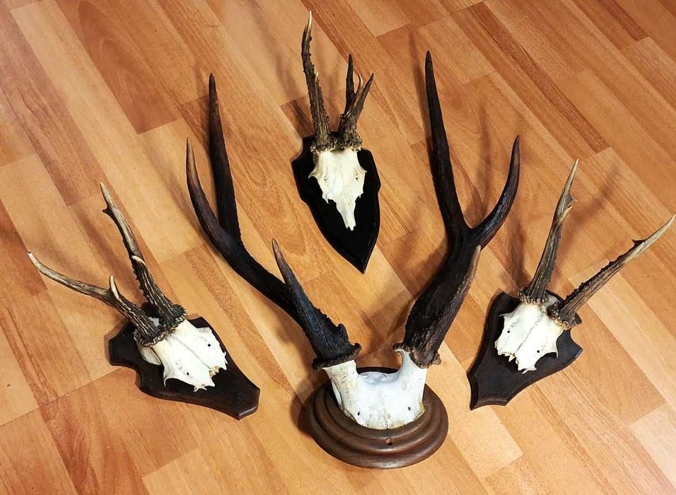 Set decorativ cu trofee de cerb si de caprior ( lopatar,mistret )_65