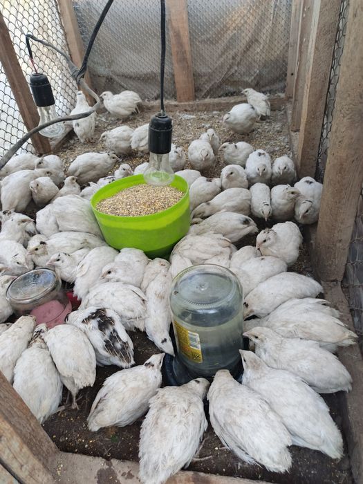 Продаю перепелок