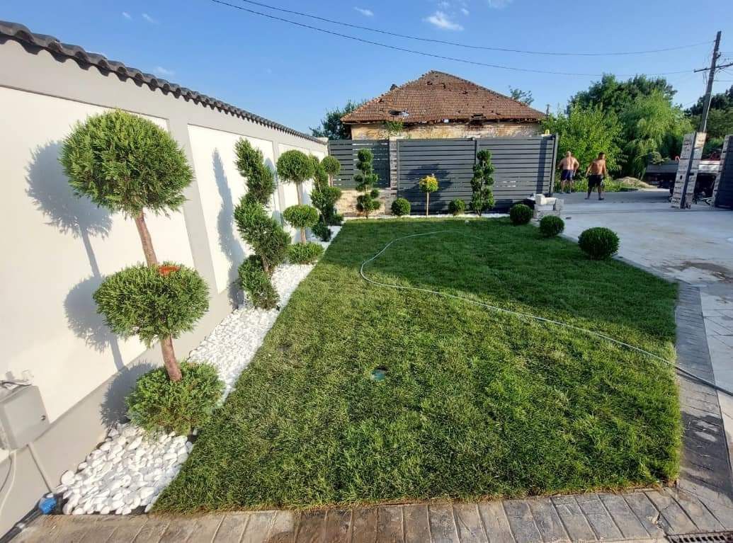 Vindem plante ornametale tuia smarald lilandi mesteceni enuperi brazi