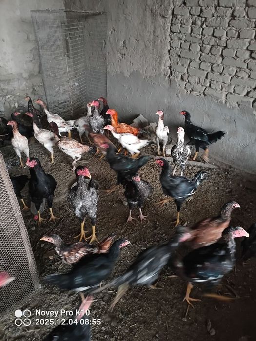 Жужала сотилади шу йилги