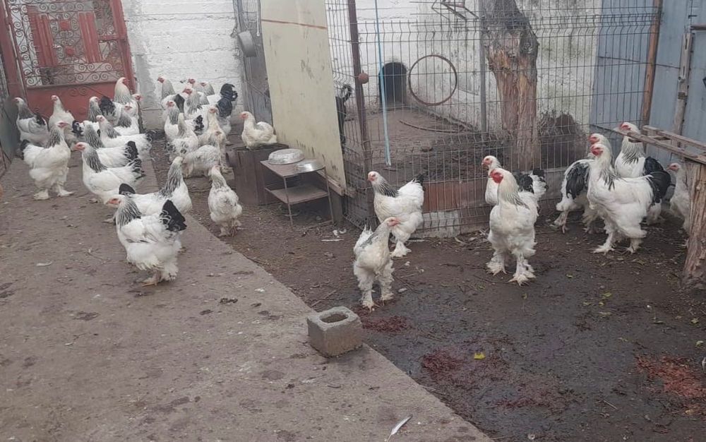 Brahma herminat deschis