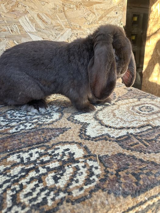 Iepuri berbec german