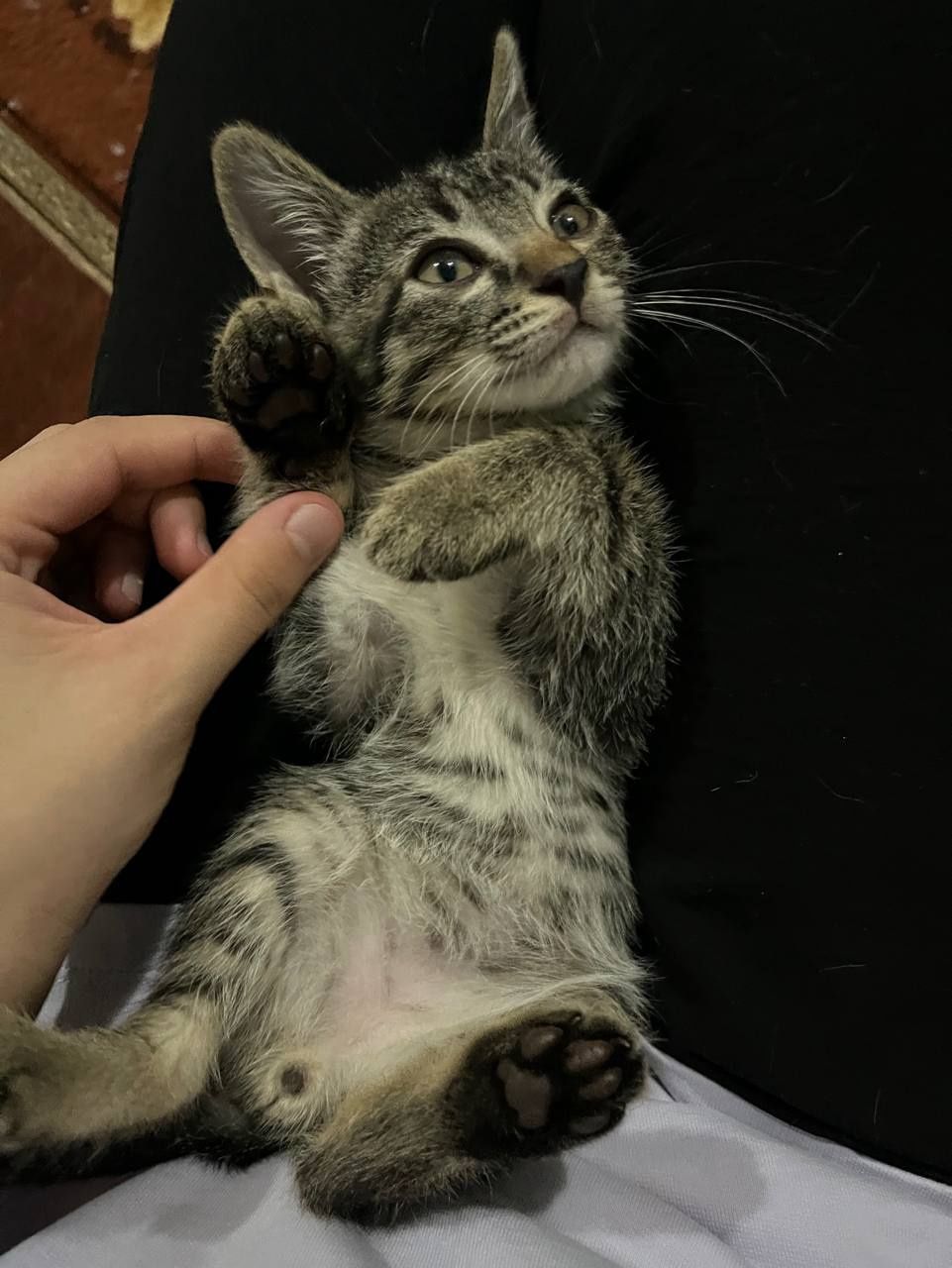 Пристраиваются котята