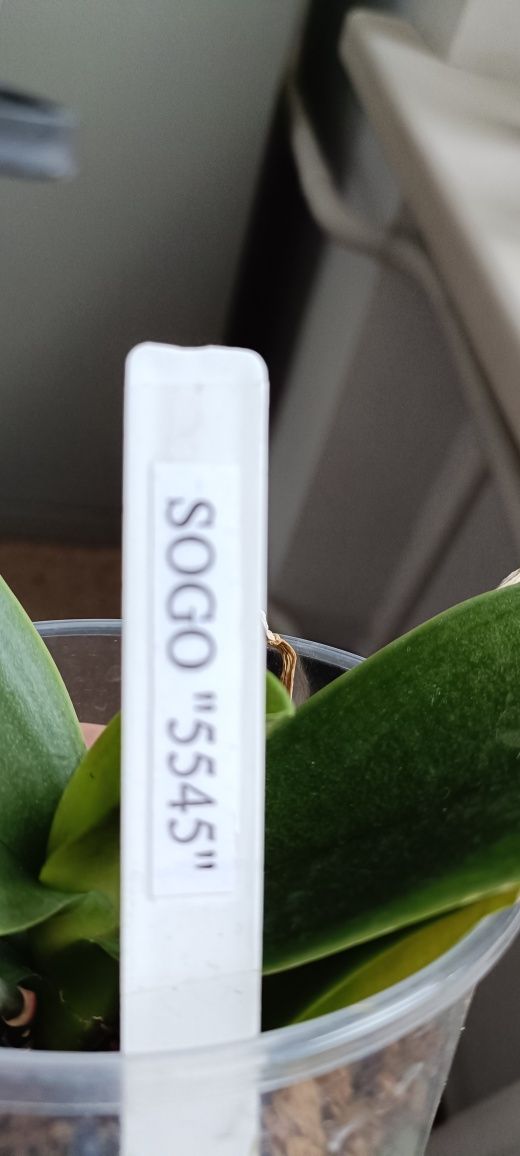 Продам коллекционную орхидею SOGO 5545