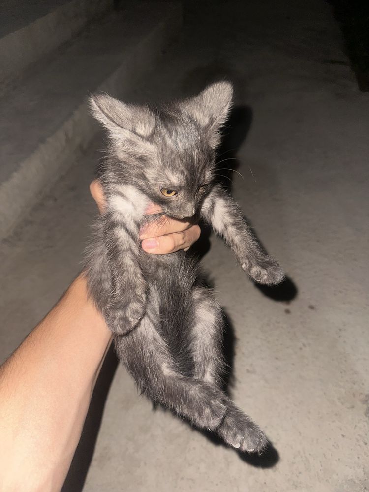 Кот отдам даром