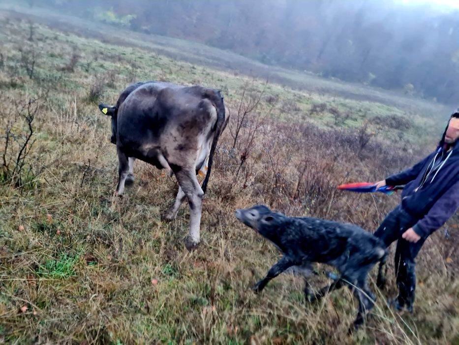 Vand juninca bruna cu vitea
