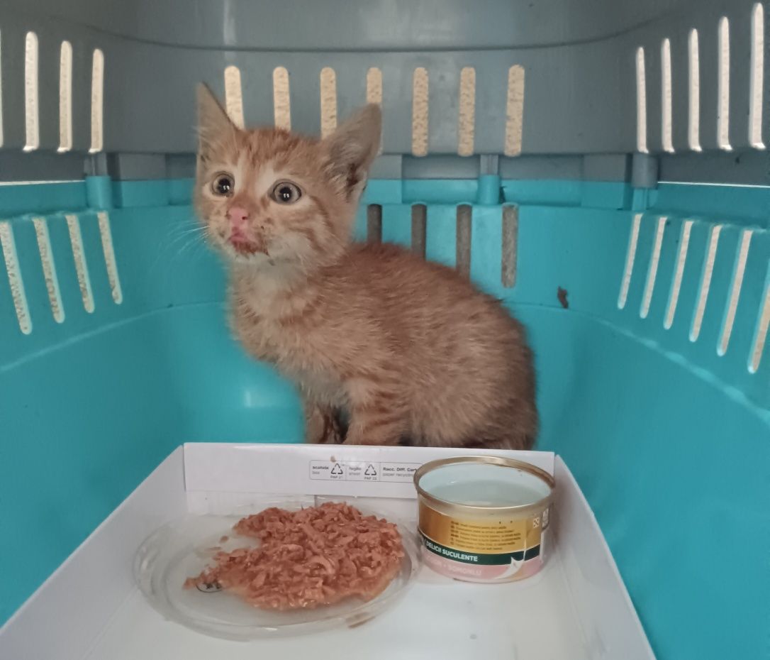 Подарявам коте спешно!