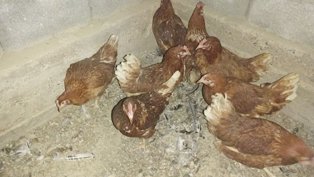 Ломан Браун. Ломан Браун