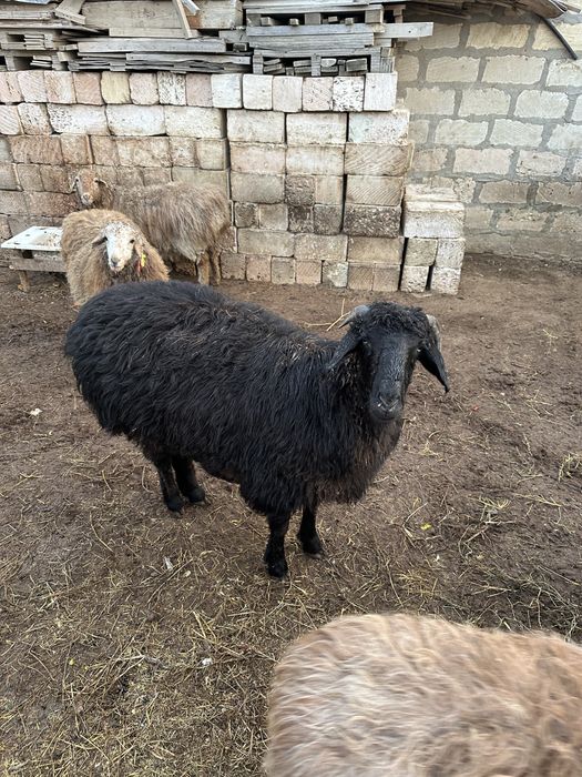 Кошкар сатылады 4жыл болган