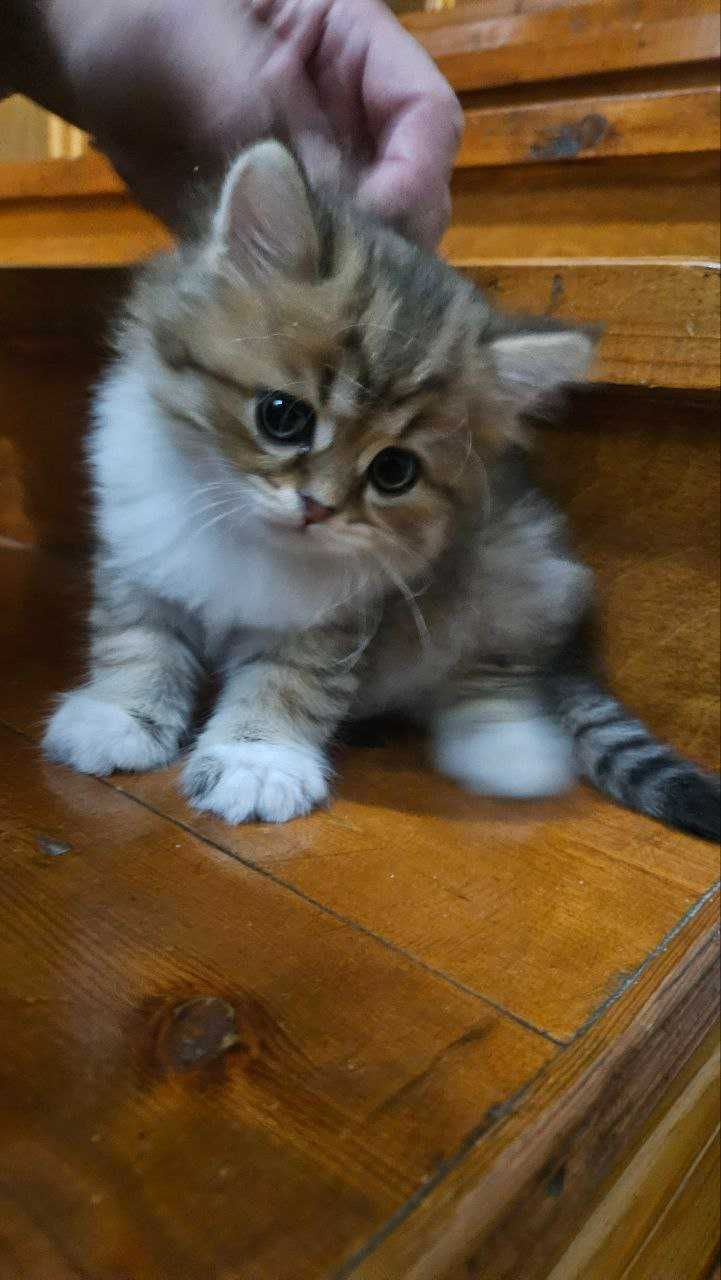 Продаётся котёнок