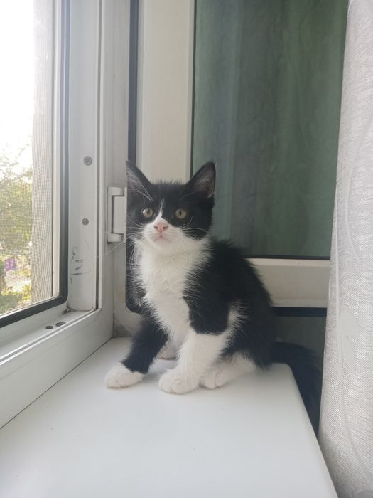 Котята ищут хозяина