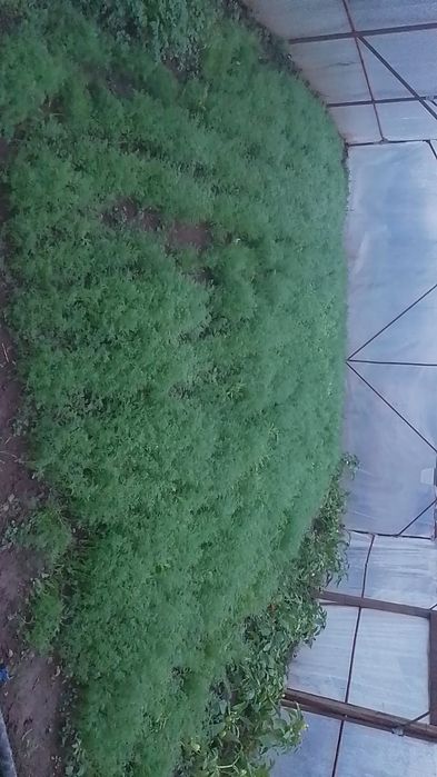 Marar verde bio proaspat