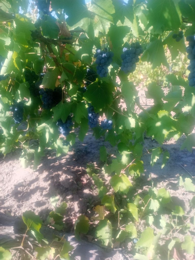 Struguri PRODUCATOARE pentru vin nu