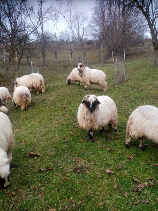 Vând 9 oi și un berbec