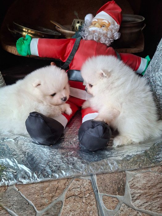 Померан мъжки кученца