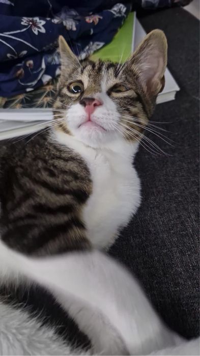 Motan spre adopție