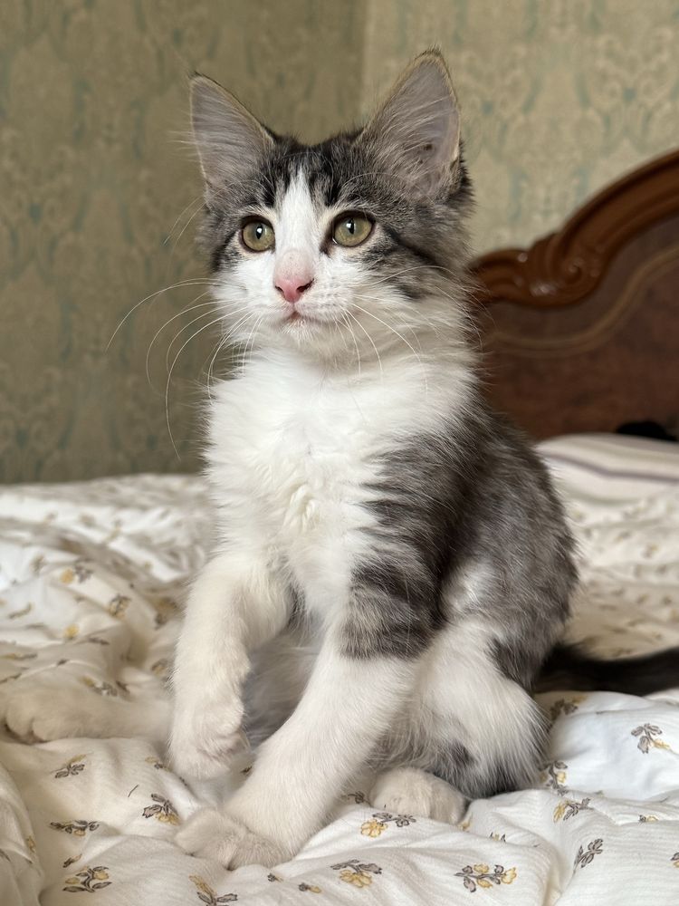 Котенок ищет дом
