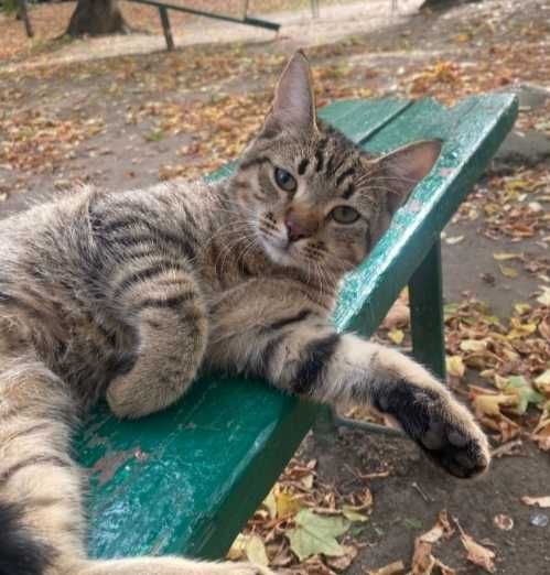 Отдам котят 1,5 и 3 месяца