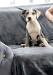 Amstaf Staffordshire Terrier