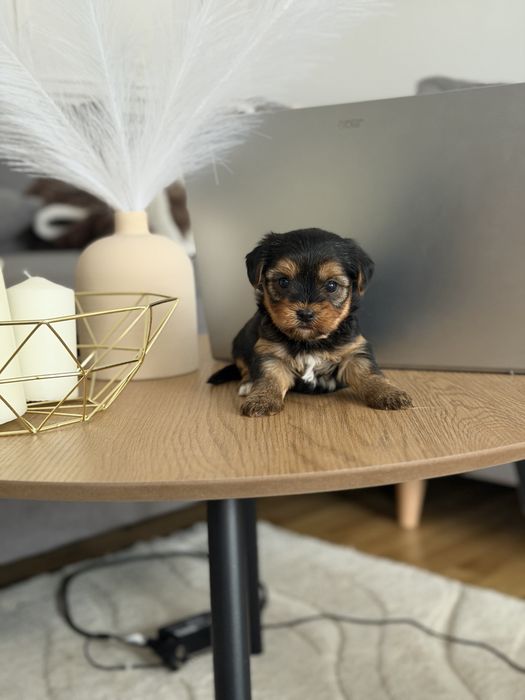 Yorkshire mini toy